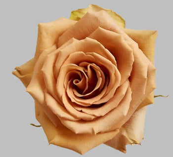 ROSE TOFFEE 50CM - bloombybunches