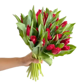 Hand holding a fresh bouquet of bulk red tulips with green leaves for DIY weddings and events