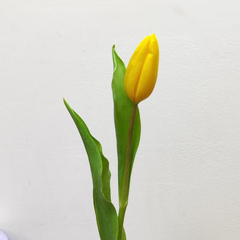 Yellow tulip with green leaves on a white background, fresh from Canadian farms, ideal for bulk assorted tulips DIY projects and events