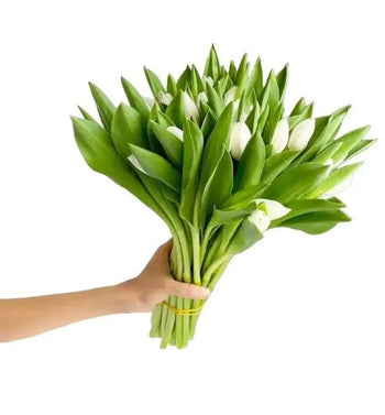 Hand holding a fresh bulk bouquet of white tulips with green leaves for DIY weddings and events