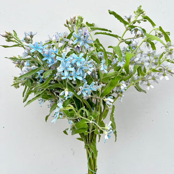 Bouquet of delicate blue Tweedia flowers with green leaves against a light background