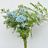 Load image into Gallery viewer, Tweedia Blue Flower