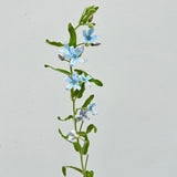 Load image into Gallery viewer, Tweedia Blue Flower