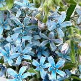 Load image into Gallery viewer, Tweedia Blue Flower