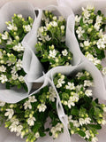 Load image into Gallery viewer, Tweedia White Flower