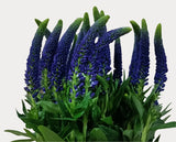 Load image into Gallery viewer, VERONICA BLUE - bloombybunches