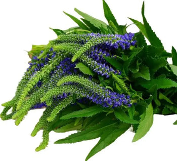 VERONICA BLUE - bloombybunches