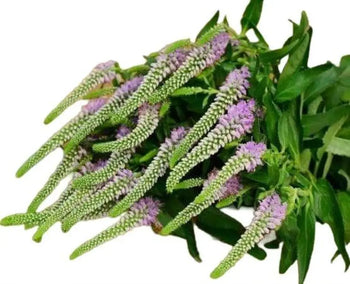 VERONICA PINK - bloombybunches