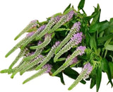 Load image into Gallery viewer, VERONICA PINK - bloombybunches