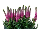 Load image into Gallery viewer, VERONICA PINK - bloombybunches