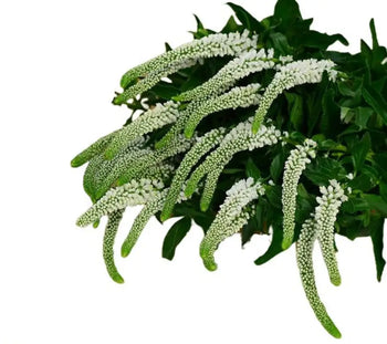 VERONICA WHITE - bloombybunches