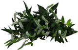 Load image into Gallery viewer, VERONICA WHITE - bloombybunches