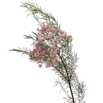 Pink wax flower branch with small delicate blooms and green needle-like foliage, ideal for DIY wedding bouquets and decorations