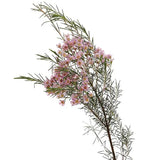 Load image into Gallery viewer, Pink wax flower branch with small delicate blooms and green needle-like foliage, ideal for DIY wedding bouquets and decorations