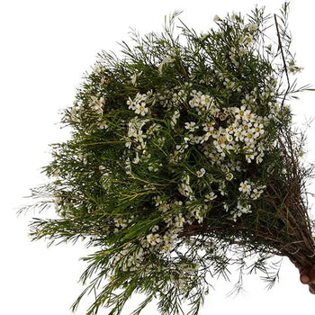 bouquet of white wax flower stems with green foliage ideal for wedding and event floral arrangements