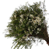 Load image into Gallery viewer, bouquet of white wax flower stems with green foliage ideal for wedding and event floral arrangements