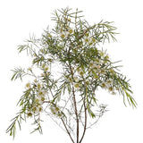 Load image into Gallery viewer, Wax Flower - White