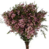 Load image into Gallery viewer, Wax Flower - Pink