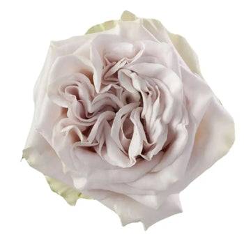 WESTMINISTER ABBEY IVORY LAVENDER GARDEN ROSE - bloombybunches