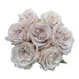 Load image into Gallery viewer, WESTMINISTER ABBEY IVORY LAVENDER GARDEN ROSE - bloombybunches