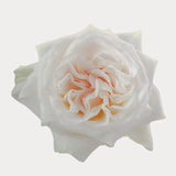Load image into Gallery viewer, WHITE O&#39;HARA GARDEN ROSE - bloombybunches