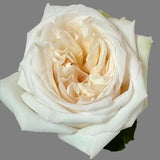 Load image into Gallery viewer, WHITE O’HARA GARDEN ROSE - White / 25 - Fresh Cut Flowers