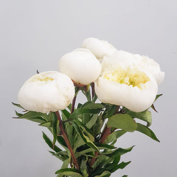 Fresh cut white peonies bouquet with lush petals and green leaves, 20 stems bundle