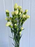 Load image into Gallery viewer, MINI CARNATIONS
