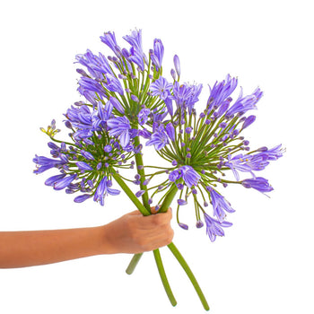 Hand holding a bouquet of purplish-blue Blue Agapanthus flowers with long green stems isolated on white background
