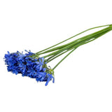 Load image into Gallery viewer, Enchanting Elegance: Blue Agapanthus Flowers