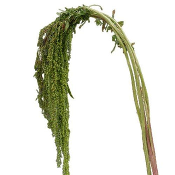 Bloom by Bunches green Amaranthus bunch with vibrant hanging stems ideal for floral arrangements