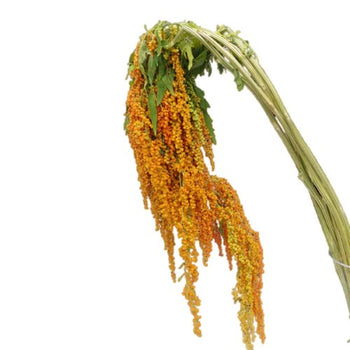 Bloom by Bunches Amaranthus Bronze with vibrant orange cascading stems and green leaves, ideal for floral arrangements