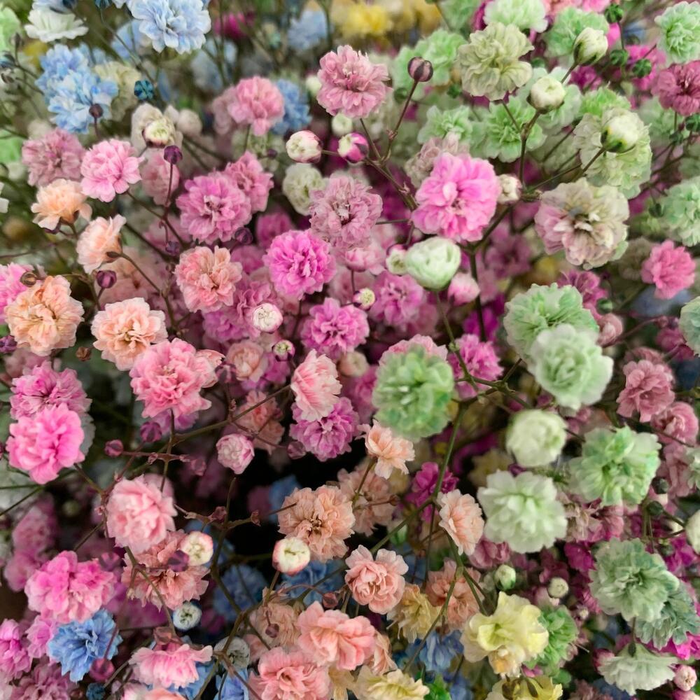 Close-Up of BABY'S BREATH (GYPSOPHYILIA) ASSORTED COLORS 250g - bloombybunches