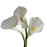 Load image into Gallery viewer, Single CALLA LILY LARGE WHITE - OPEN CUT - bloombybunches.ca