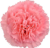 Load image into Gallery viewer, Close-up of light pink carnation bloom (BloombyBunches.ca)