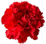 Load image into Gallery viewer, Close-up of red carnation bloom (BloombyBunches.ca)