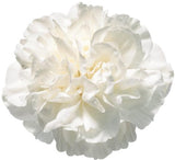 Load image into Gallery viewer, Close-up of white carnation bloom (BloombyBunches.ca)