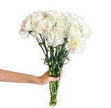 Load image into Gallery viewer, White carnation bouquet for weddings and events (BloombyBunches.ca)