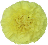 Load image into Gallery viewer, Close-up of yellow carnation bloom (BloombyBunches.ca)