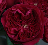 Load image into Gallery viewer, DAVID AUSTIN GARDEN ROSE - TESS (RED) - bloombybunches