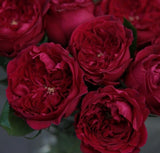 Load image into Gallery viewer, David Austin Garden Rose Boquet - TESS (RED) - bloombybunches