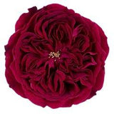 Load image into Gallery viewer, David Austin Rose - Tess (Red) bloom - Large (BloombyBunches.ca)
