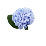 Load image into Gallery viewer, HYDRANGEAS BLUE - bloombybunches