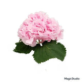 Load image into Gallery viewer, HYDRANGEAS pink- bloombybunches