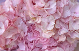 Load image into Gallery viewer, Close-up of pink Premium Hydrangea Bloom (BloombyBunches.ca)