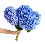 Load image into Gallery viewer, Shocking Blue Hydrangeas - Large blooms, perfect for weddings and events (BloombyBunches.ca)