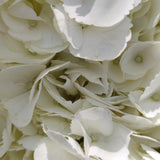Load image into Gallery viewer, Close-up of White Premium Hydrangea Bloom (BloombyBunches.ca)