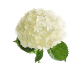 Load image into Gallery viewer, HYDRANGEAS WHITE - bloombybunches