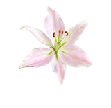 Load image into Gallery viewer, LILY ORIENTAL LIGHT PINK - bloombybunches