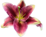 Load image into Gallery viewer, LILY ORIENTAL RED